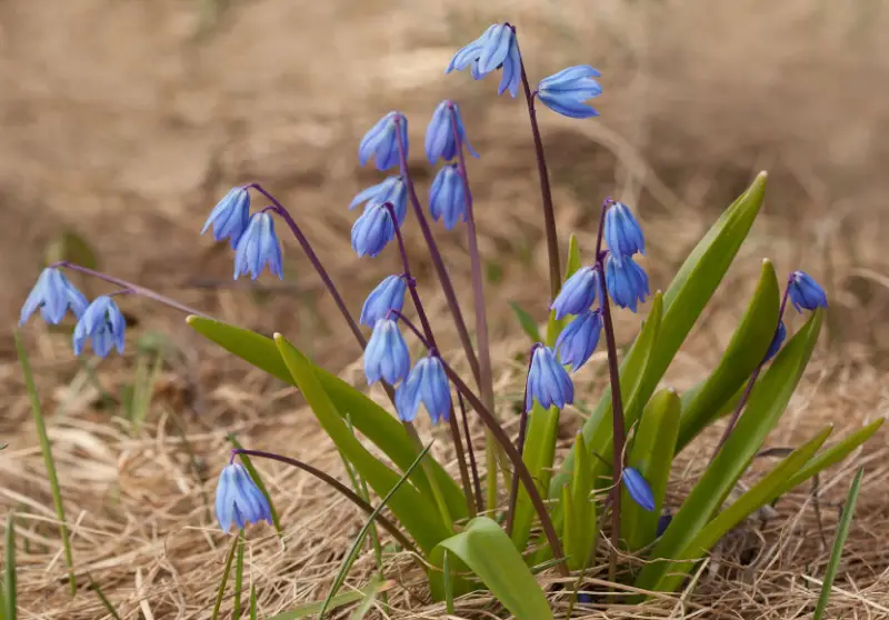 Baby Blue Flowers