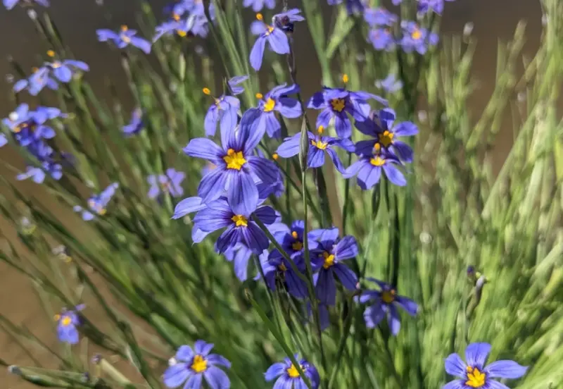 Baby Blue Flowers