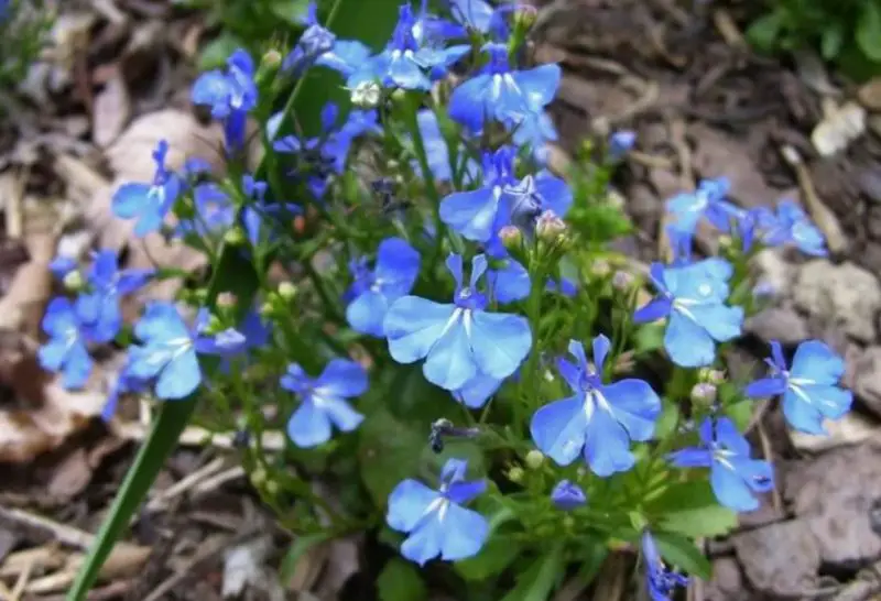 Baby Blue Flowers