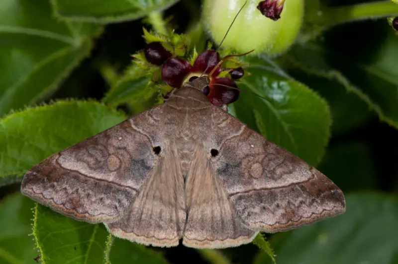 Moths in Florida