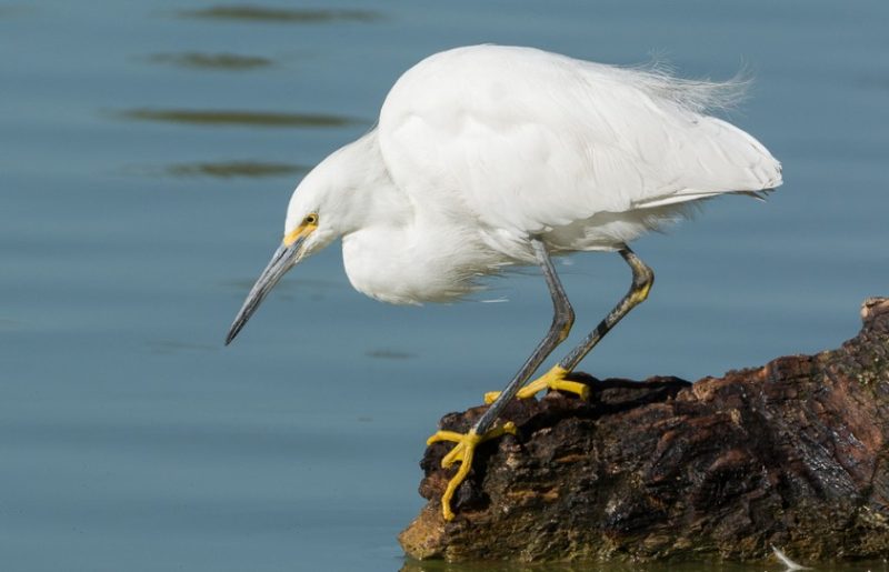 Types of Herons