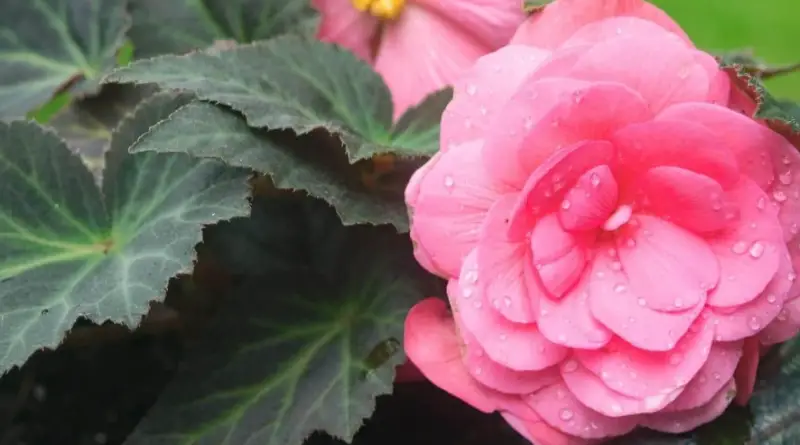 Begonia Varieties