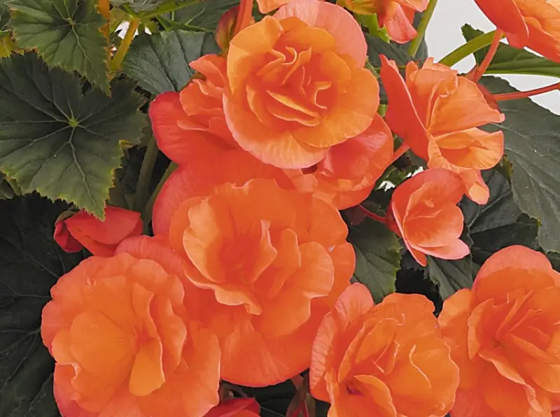 Types of Begonias