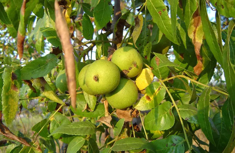 Types of Walnut Trees