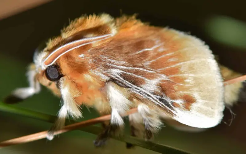 Moths in Florida