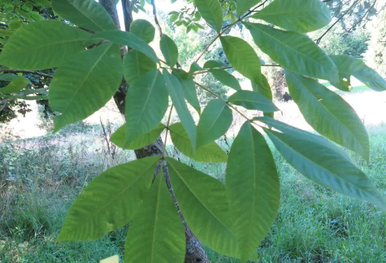 18 Types of Hickory Trees (Pictures and Leaves Identification)