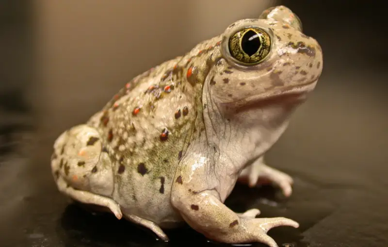 Toads in California