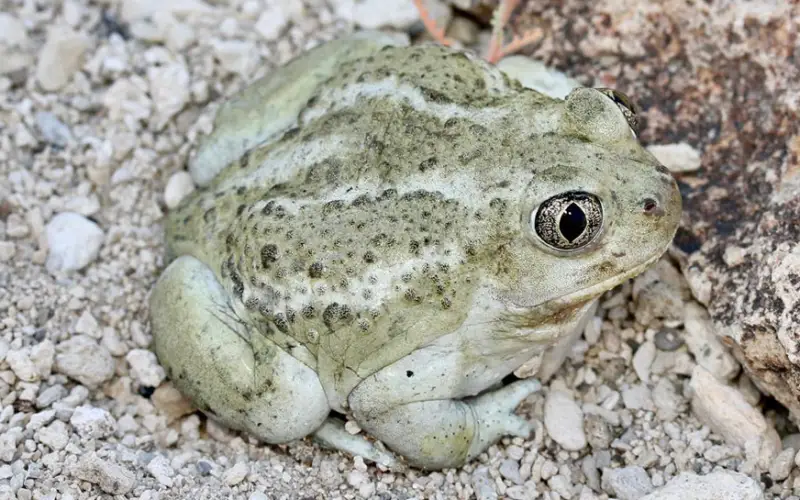 California Toads