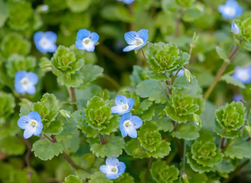 Baby Blue Flowers