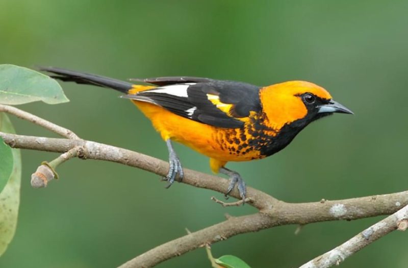 Types of Orioles