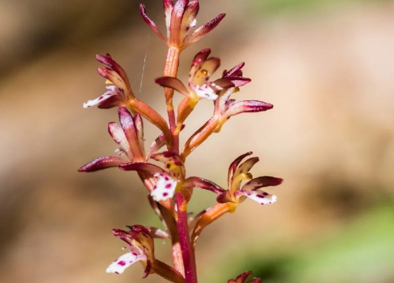 Types of Wildflowers