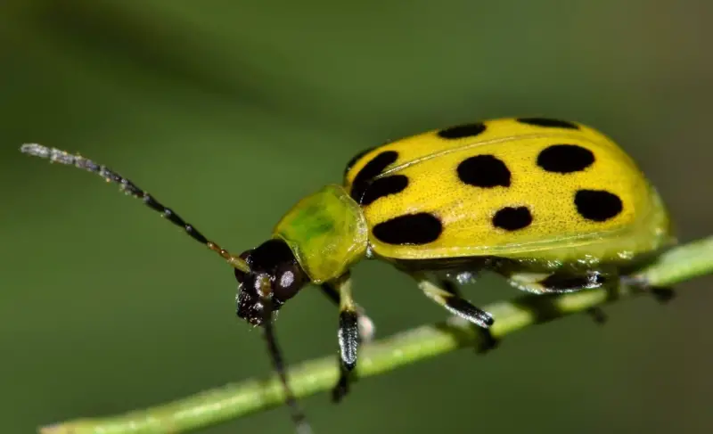 Yellow and Black Stripe Bug