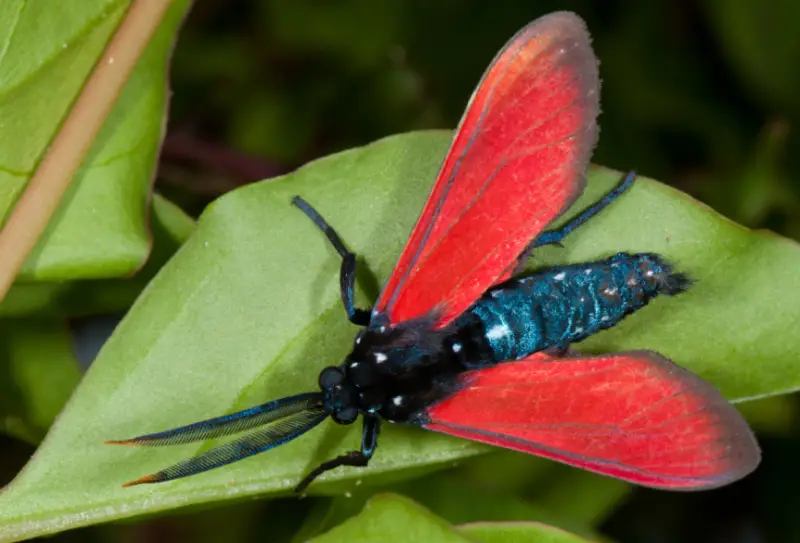 Moths in Florida