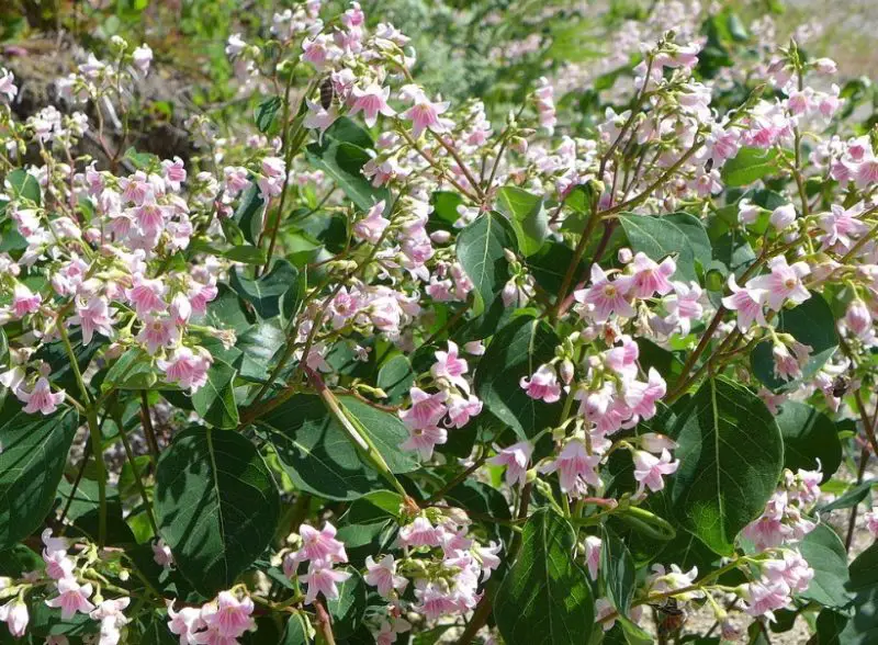 Types of Wildflowers