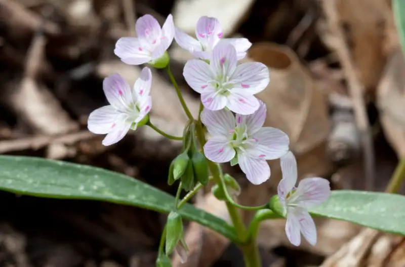 Types of Wildflowers