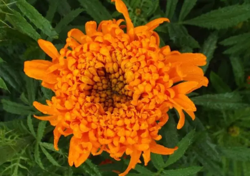 Types of Marigolds