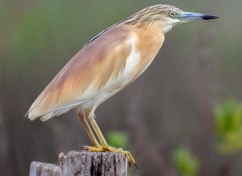 Types of Herons