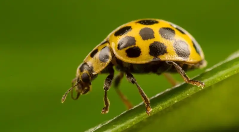 Yellow and Black Stripe Bug