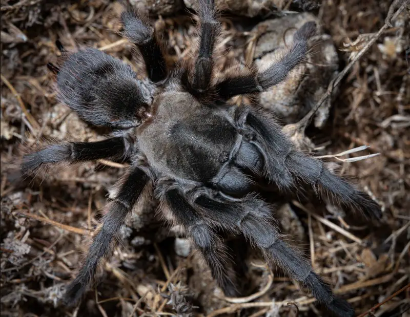 California Spiders