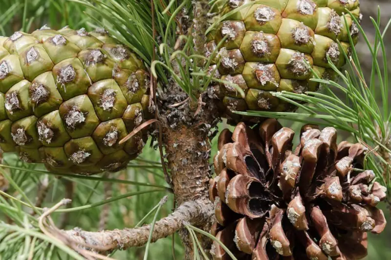 Types of Pine Cones