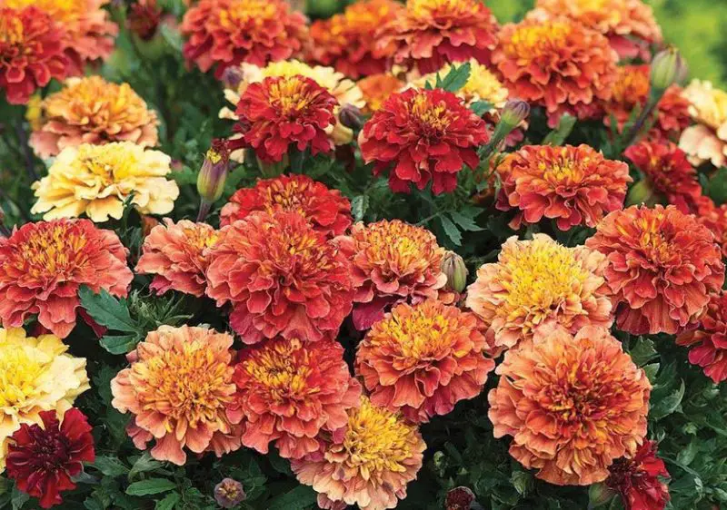 Types of Marigolds