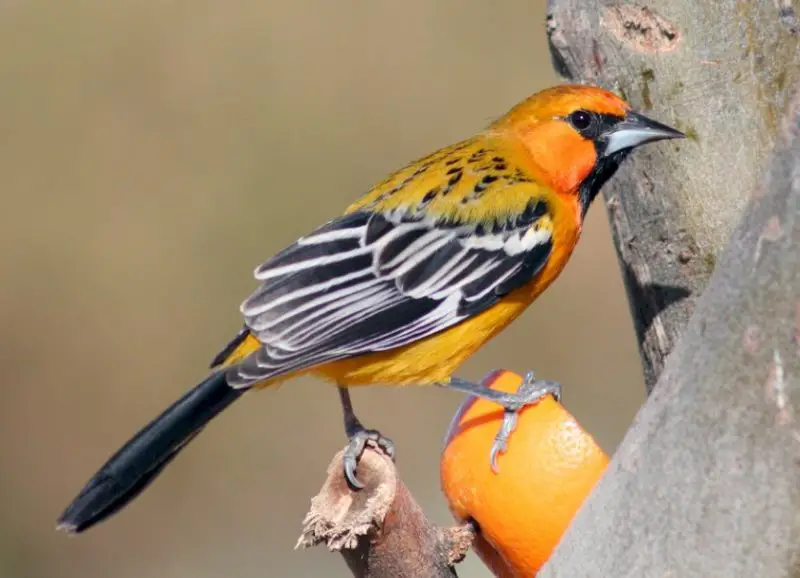 Types of Orioles