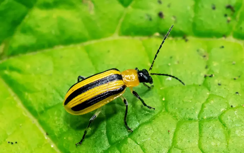 Yellow and Black Stripe Bug