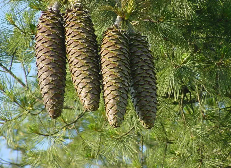 Types of Pine Cones