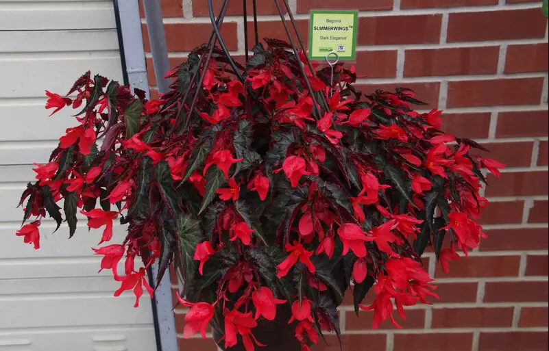 Begonia Varieties