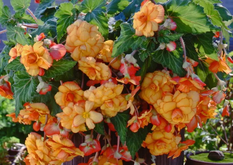 Begonia Varieties