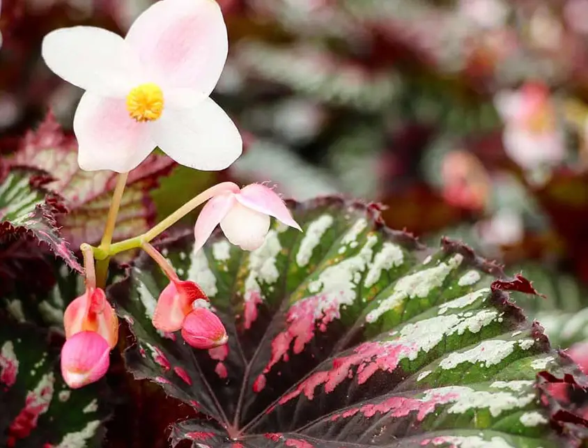 Begonia Varieties