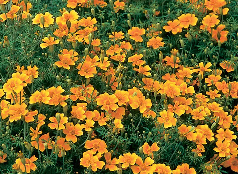 Types of Marigolds