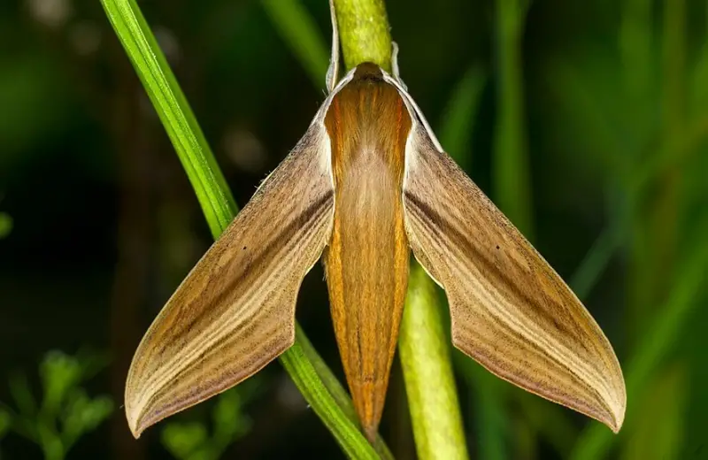 Florida Moths