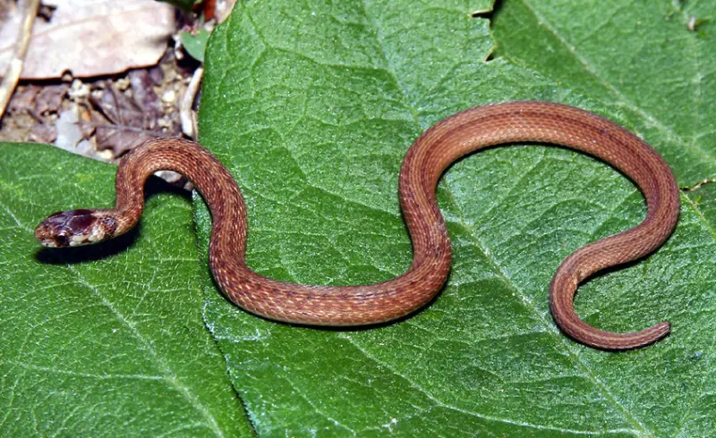 Snakes in Oklahoma 