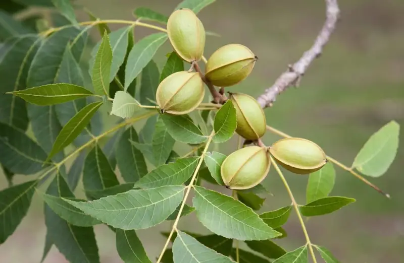 Types of Hickory Trees