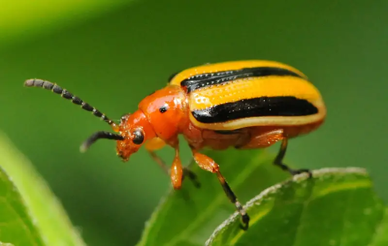 Yellow and Black Stripe Bug