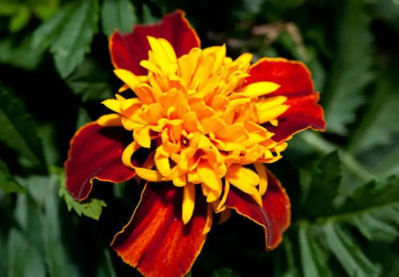 Types of Marigolds