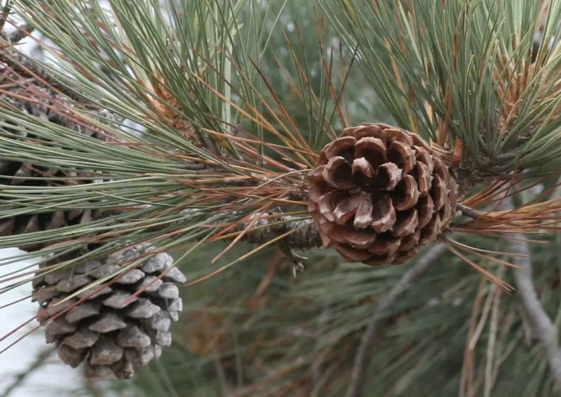 Types of Pine Cones