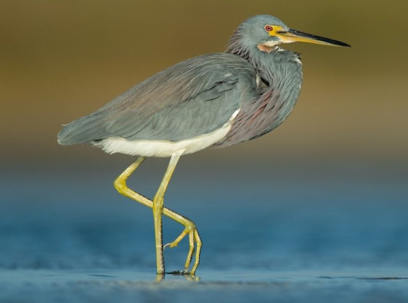 Types of Herons