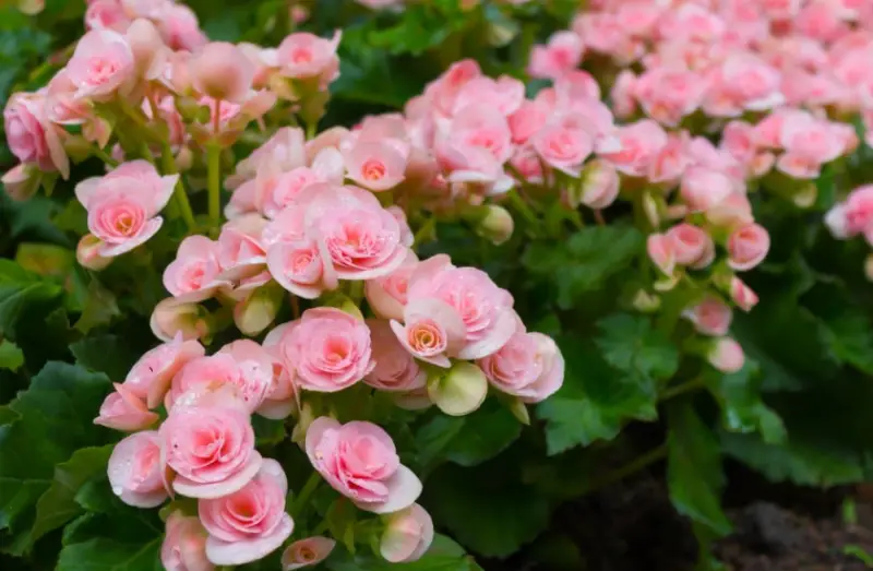 Types of Begonias