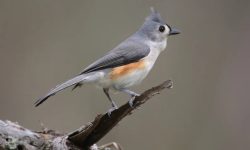 54 Types of Birds in Georgia (Pictures and Identification)