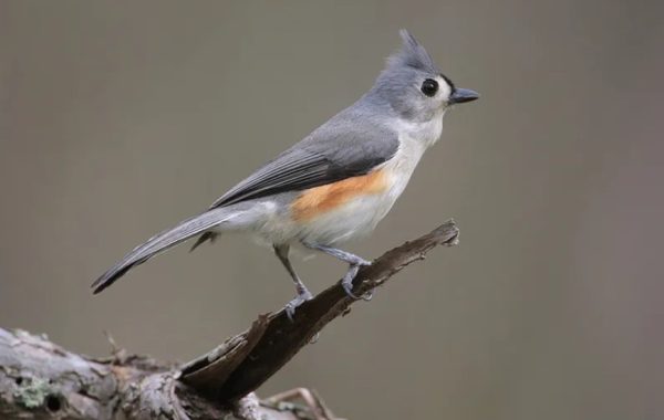 Birds in Georgia