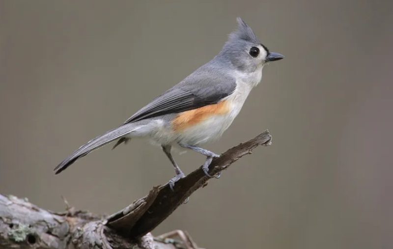 Birds in Georgia 