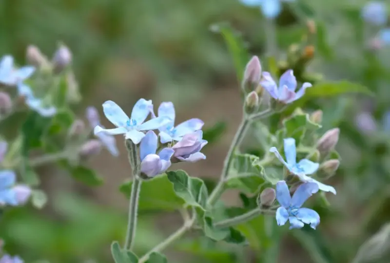 Baby Blue Flowers