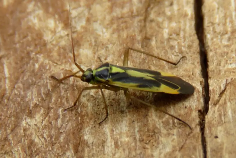 Yellow and Black Stripe Bug