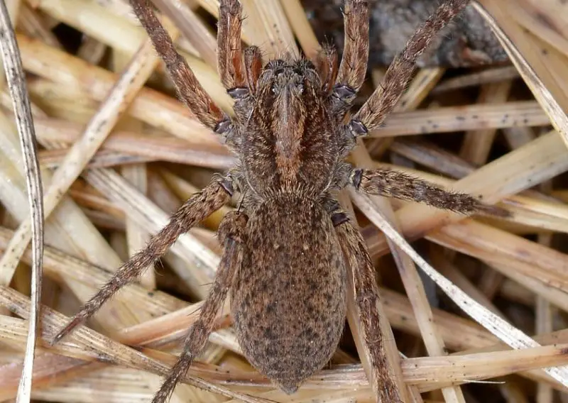 Arizona Spiders