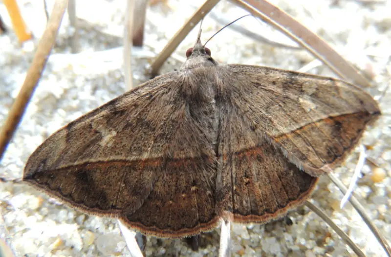 Florida Moths