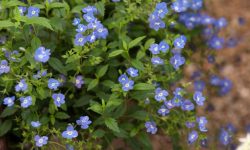 36 Stunning Baby Blue Flowers (Small Blue Flowers with Pictures)