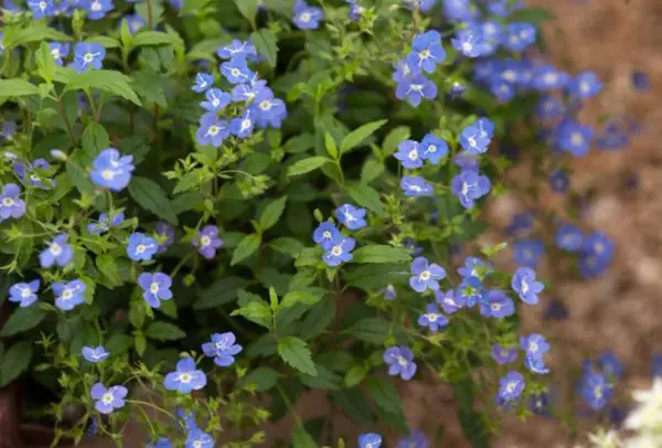 Baby Blue Flowers