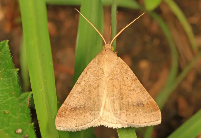 Florida Moths